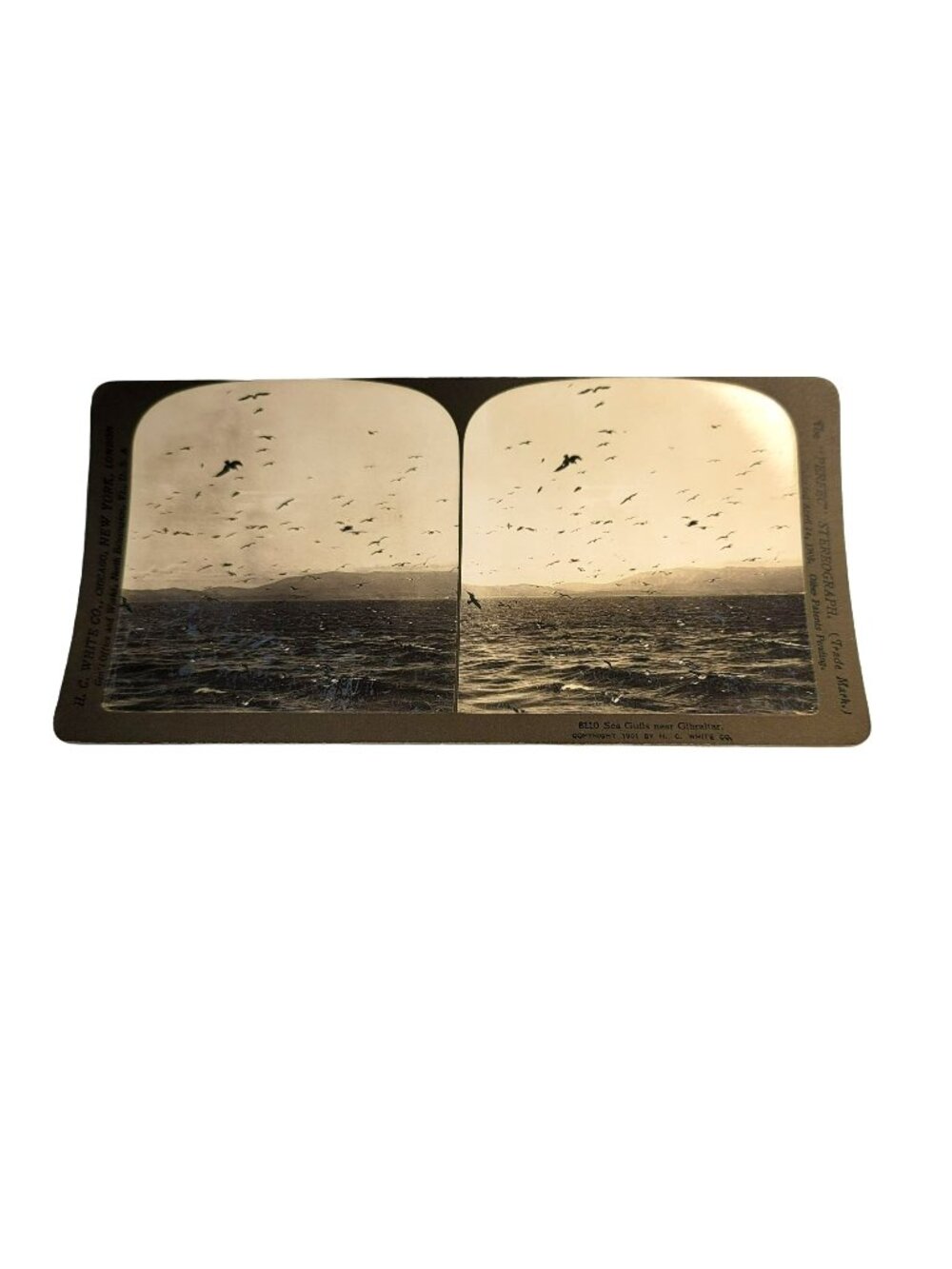 Antique Stereoscope Photo Card Seagulls Near Gibraltar c. 1901 HC White LI18